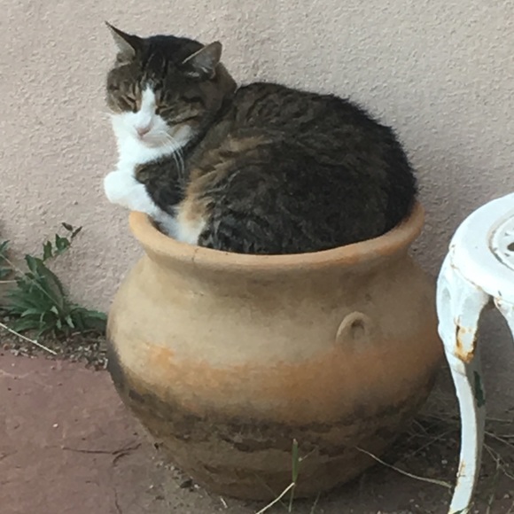 Napping and Shopping🐈💛 - Picture 4 of 8